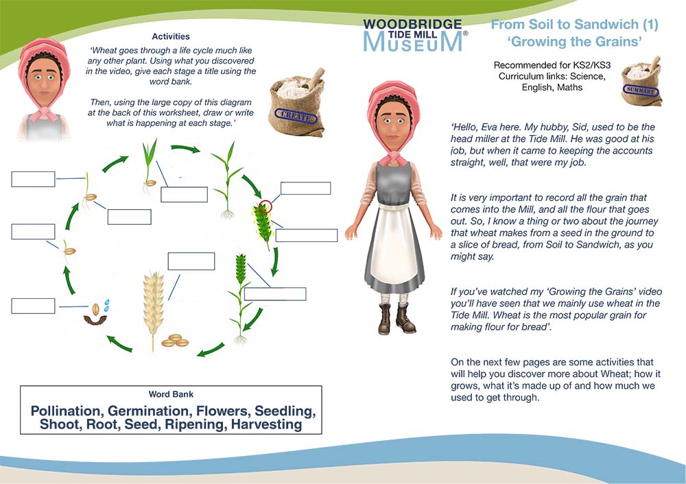 Worksheet 1st part of Soil to Sandwich Growing the Grains