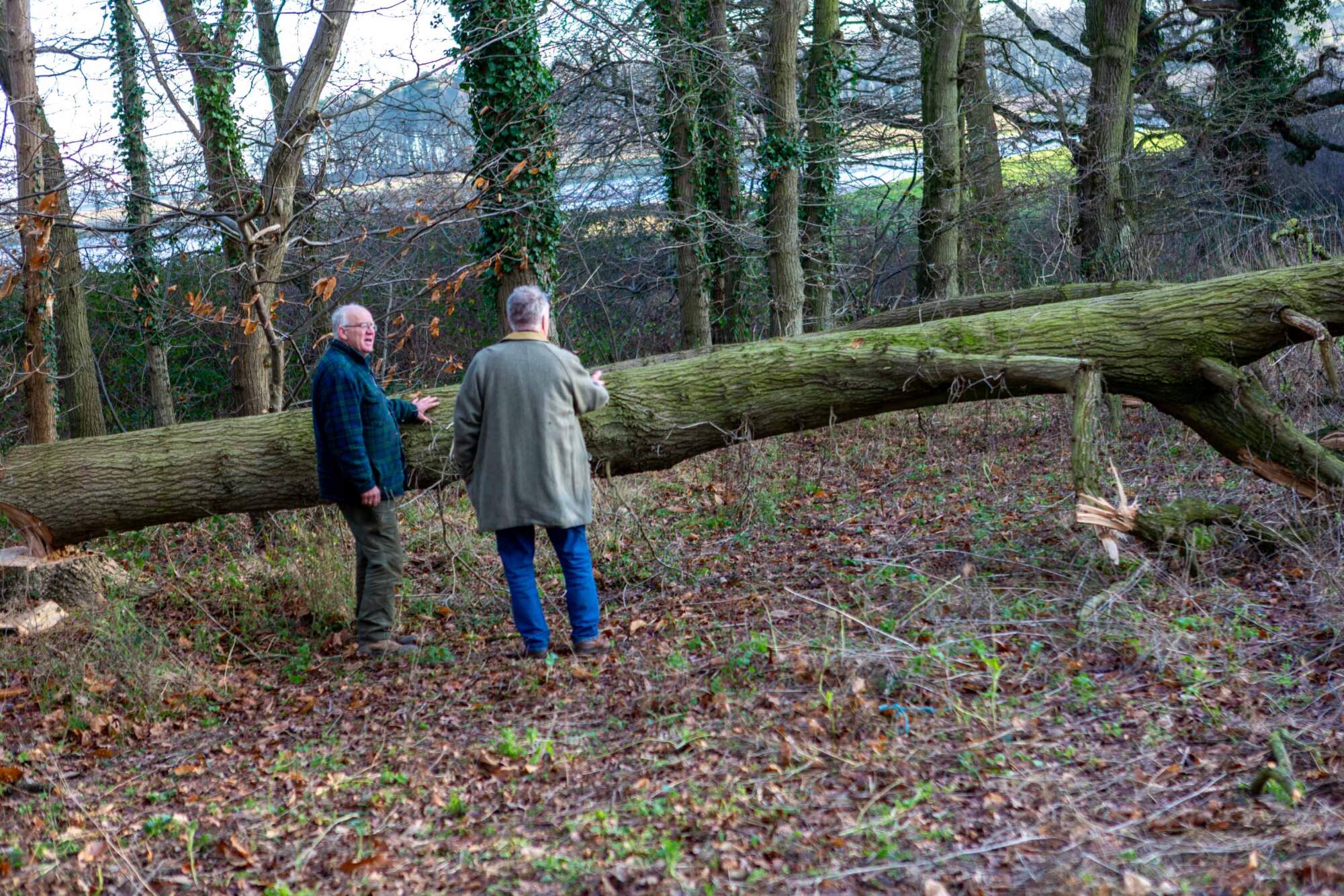 New teeth & paddles tree felling 10_1_25-0201